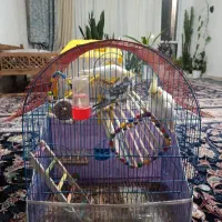 سه عدد عروس هلندی سرحال با وسایل