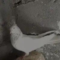 کله الماسی