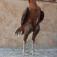 خروس