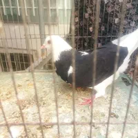 کبوتر کجکیله سیاه