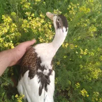 اردک تخم گذار