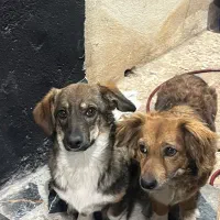 دو عدد سگ ماده