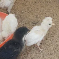 جوجه کاکلی و ریشو پولند (لهستانی)ومرندی