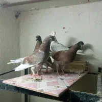 کفتر یا کبوتر۸/۹ساعتی