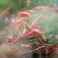 میگوی ردچری و ماهی فایتر ماده و گوپی دامبو و مولی