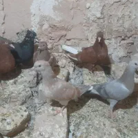 دمسفیدجوونه خوشکل