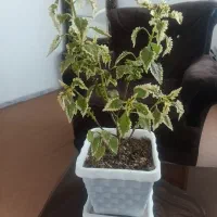 گیاهان آپارتمانی