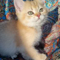 گربه ماده ونر بریتیش