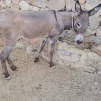 فروش دو راس آلاغ باری و گله ای
