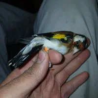 سهره نر ، دوساله