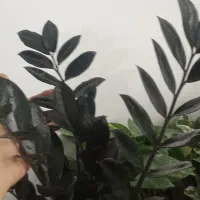 زاموفیلیابلک