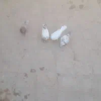 کبوتر
