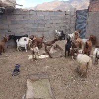 بزوکره|حیوانات مزرعه|کوهساران, |دیوار