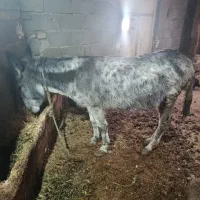 الاغ جوان