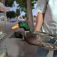 اردک