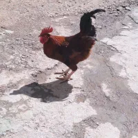 خروس|حیوانات مزرعه|کنگاور, |دیوار