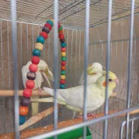 عروس هلندی