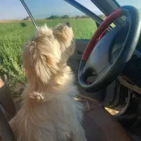 پاپی سگ ماده
