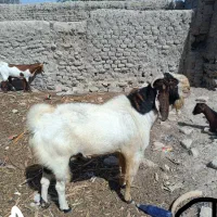 کمیاب ترین ها