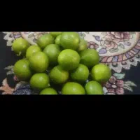 فروش لیموی جنوب شیراز بالاترین کیفیت