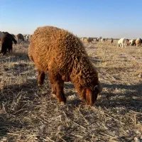 بره نر چاق