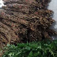 ریشه کیوی و نی بامبو و خزه