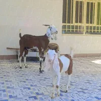 بز مطفل درجه یک و هیکل