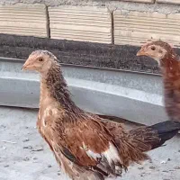 جوجله۴ماه کوردی