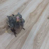 عروس هلندی سرلاکی سینامون