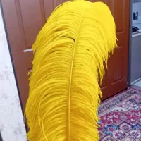 شاه پر اصل