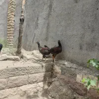 جوجه خروس لاری زات دار دانگ بالا چهار ماه