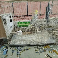 جفت عروس هلندی نرو ماده زمانت تخم وجوجه میدم