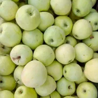 سیب بهشتی