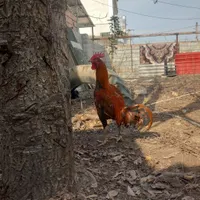 خروس لاری وارداتی