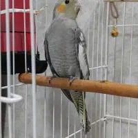 مرغ عشق وعروس هلندی