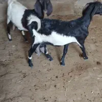 بز شیری دورگه اصل