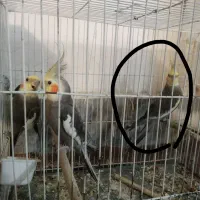 سیامون عروس