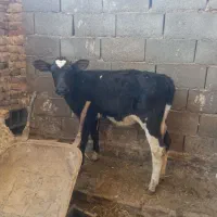 گوساله ماده سه ماهه