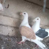 کبوتر