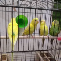 مرغ عشق