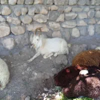 نربز یک سال