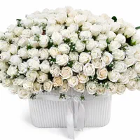 گل خواستگاری بله برون ۱۵۰ شاخه سفید نو