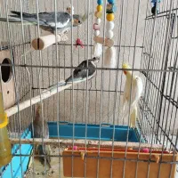 عروس هلندی