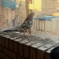 نرمست