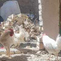 خروس