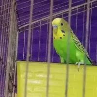 یک جفت مرغ عشق+قفس+وسایل