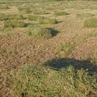 یونجه|خدمات باغبانی و درختکاری|انزل, |دیوار