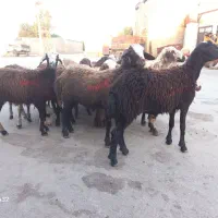 گوسفند بره ماده داشتی افشاری ۲۴عیار-تکی هم میفروشم
