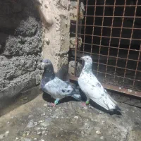 نر و ماده سار سبز