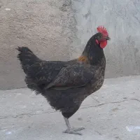 مرغ محلی|حیوانات مزرعه|کنگاور, |دیوار